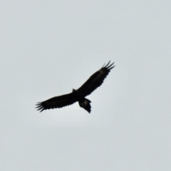 Aquila audax at Lake George, NSW - 1 Dec 2022 12:18 PM