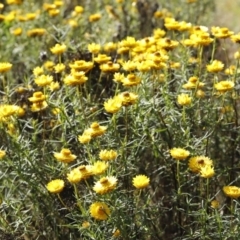 Xerochrysum viscosum (Sticky Everlasting) at Stromlo, ACT - 3 Dec 2022 by JimL