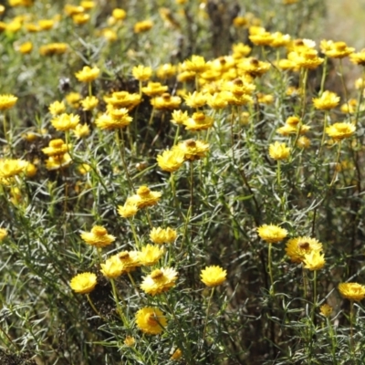 Xerochrysum viscosum (Sticky Everlasting) at Stromlo, ACT - 3 Dec 2022 by JimL