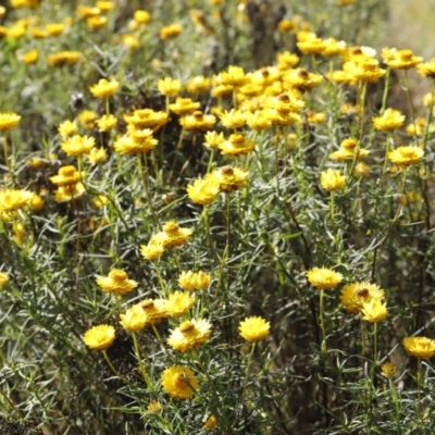 Xerochrysum viscosum (Sticky Everlasting) at Stromlo, ACT - 2 Dec 2022 by JimL