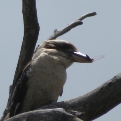 Dacelo novaeguineae (Laughing Kookaburra) at Hall, ACT - 2 Dec 2022 by Christine