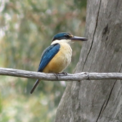 Todiramphus sanctus (Sacred Kingfisher) at Hall, ACT - 2 Dec 2022 by Christine