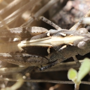 Perala viridis at Stromlo, ACT - 3 Dec 2022