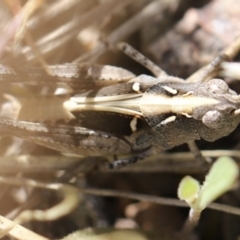 Perala viridis at Stromlo, ACT - 3 Dec 2022