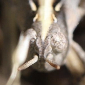 Perala viridis at Stromlo, ACT - 3 Dec 2022