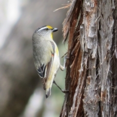 Pardalotus striatus (Striated Pardalote) at Hall, ACT - 2 Dec 2022 by Christine