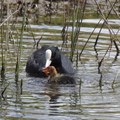 Fulica atra (Eurasian Coot) at Nimmitabel, NSW - 2 Dec 2022 by GlossyGal