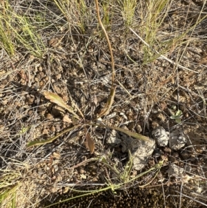 Goodenia pinnatifida at Yarralumla, ACT - 3 Dec 2022