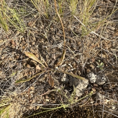 Goodenia pinnatifida (Scrambled Eggs) at Molonglo Valley, ACT - 3 Dec 2022 by lbradley