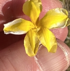 Goodenia pinnatifida at Yarralumla, ACT - 3 Dec 2022