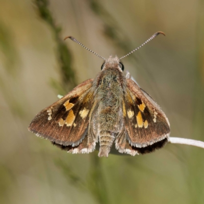 Trapezites phigalia (Heath Ochre) at Mount Clear, ACT - 2 Dec 2022 by DPRees125