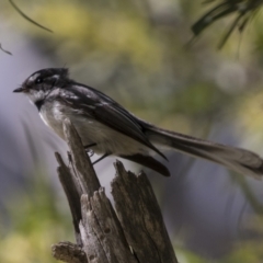Rhipidura leucophrys (Willie Wagtail) at Bruce Ridge to Gossan Hill - 13 Sep 2022 by AlisonMilton
