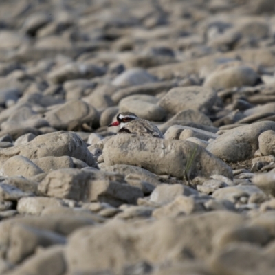 Charadrius melanops (Black-fronted Dotterel) at Billilingra, NSW - 3 Dec 2022 by trevsci