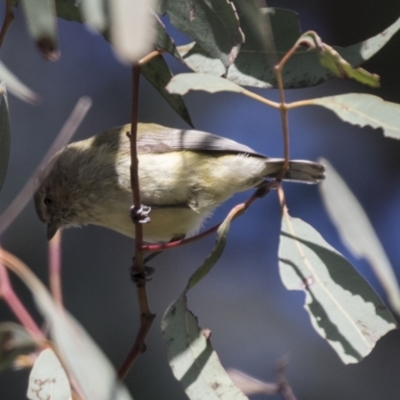 Smicrornis brevirostris (Weebill) at Bruce Ridge to Gossan Hill - 13 Sep 2022 by AlisonMilton