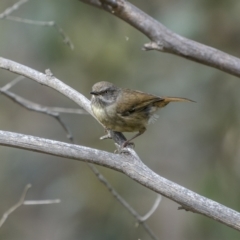 Sericornis frontalis at Shannons Flat, NSW - 3 Dec 2022