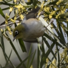 Zosterops lateralis (Silvereye) at Bruce Ridge to Gossan Hill - 13 Sep 2022 by AlisonMilton