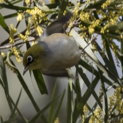 Zosterops lateralis (Silvereye) at Flea Bog Flat, Bruce - 13 Sep 2022 by AlisonMilton