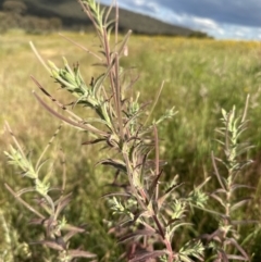 Epilobium billardiereanum (Willowherb) at Molonglo Valley, ACT - 3 Dec 2022 by lbradley