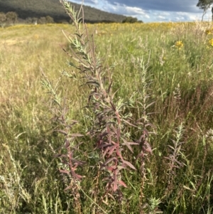 Epilobium billardiereanum at Yarralumla, ACT - 3 Dec 2022 05:40 PM