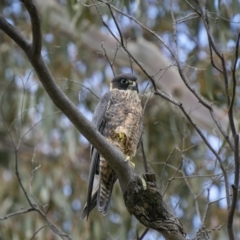 Falco longipennis at Booth, ACT - 3 Dec 2022 12:55 PM