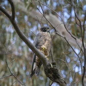 Falco longipennis at Booth, ACT - 3 Dec 2022 12:55 PM