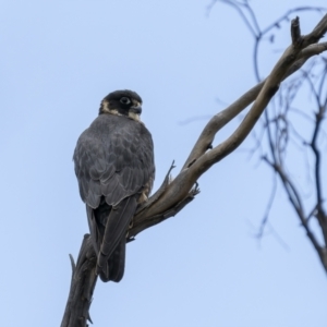 Falco longipennis at Booth, ACT - 3 Dec 2022 12:55 PM