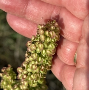 Rumex crispus at Aranda, ACT - 3 Dec 2022 05:47 PM