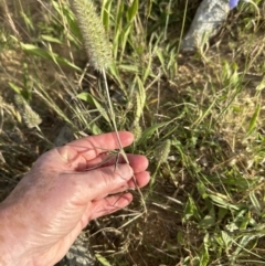 Trifolium angustifolium (Narrowleaf Clover) at Aranda Bushland - 3 Dec 2022 by lbradley