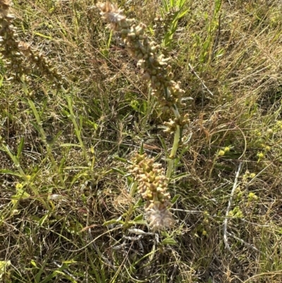 Gamochaeta purpurea (Purple Cudweed) at Molonglo Valley, ACT - 3 Dec 2022 by lbradley