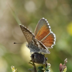 Neolucia agricola (Fringed Heath-blue) at Mount Clear, ACT - 2 Dec 2022 by DPRees125