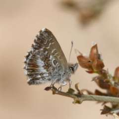 Neolucia agricola at Mount Clear, ACT - 2 Dec 2022