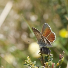 Neolucia agricola at Mount Clear, ACT - 2 Dec 2022 01:48 PM