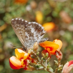 Neolucia agricola at Mount Clear, ACT - 2 Dec 2022