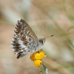 Neolucia agricola at Mount Clear, ACT - 2 Dec 2022