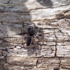 Maratus proszynskii at Mount Clear, ACT - 2 Dec 2022