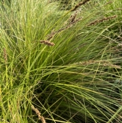 Carex appressa (Tall Sedge) at Aranda Bushland - 3 Dec 2022 by lbradley