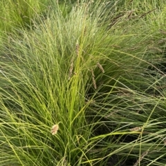 Carex appressa at Aranda, ACT - 3 Dec 2022 06:06 PM