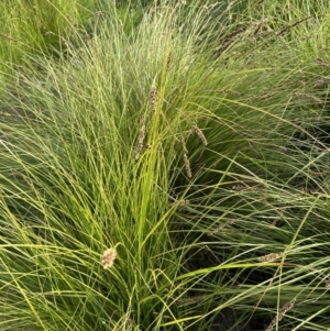 Carex appressa at Aranda, ACT - 3 Dec 2022 06:06 PM