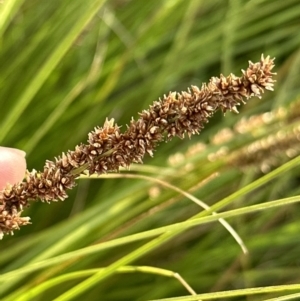 Carex appressa at Aranda, ACT - 3 Dec 2022 06:06 PM