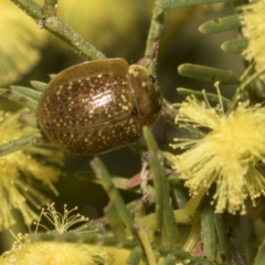 Paropsisterna cloelia (Eucalyptus variegated beetle) at Bruce, ACT - 13 Sep 2022 by AlisonMilton