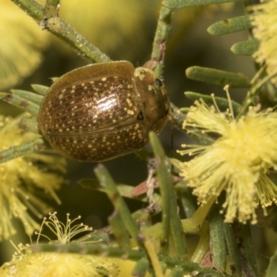 Paropsisterna cloelia (Eucalyptus variegated beetle) at Bruce, ACT - 13 Sep 2022 by AlisonMilton