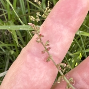 Rumex brownii at Aranda, ACT - 3 Dec 2022 06:13 PM