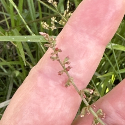 Rumex brownii (Slender Dock) at Aranda, ACT - 3 Dec 2022 by lbradley