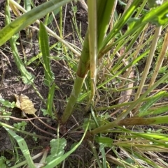 Rumex brownii at Molonglo Valley, ACT - 3 Dec 2022