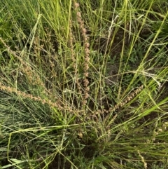 Rumex brownii at Molonglo Valley, ACT - 3 Dec 2022