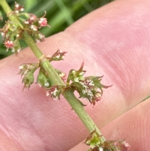 Rumex brownii at Molonglo Valley, ACT - 3 Dec 2022