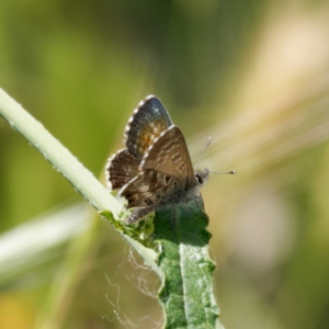 Neolucia agricola at Ainslie, ACT - 30 Nov 2022