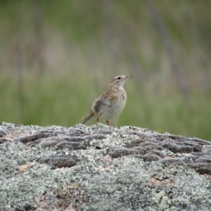 Anthus australis at Rendezvous Creek, ACT - 3 Dec 2022