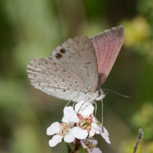 Erina hyacinthina at Molonglo Valley, ACT - 27 Oct 2022