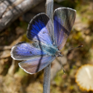 Erina hyacinthina at Molonglo Valley, ACT - 27 Oct 2022 12:51 PM